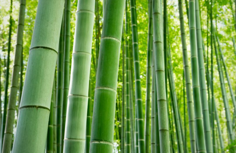 Bamboo products as an Alternative to Plastic