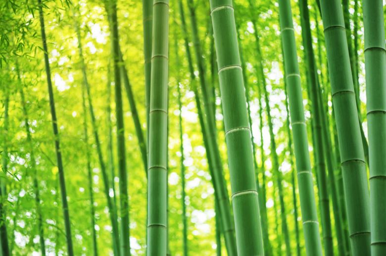Why is bamboo sustainable