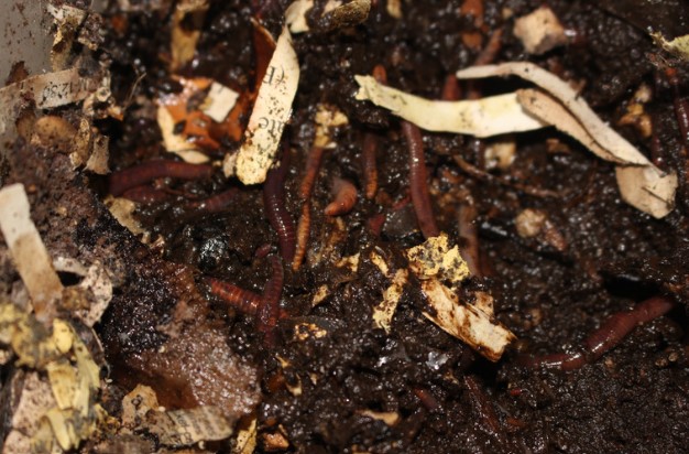 Try Vermicomposting