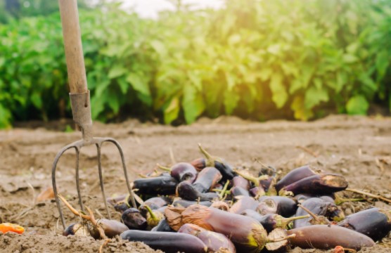 composting wastes