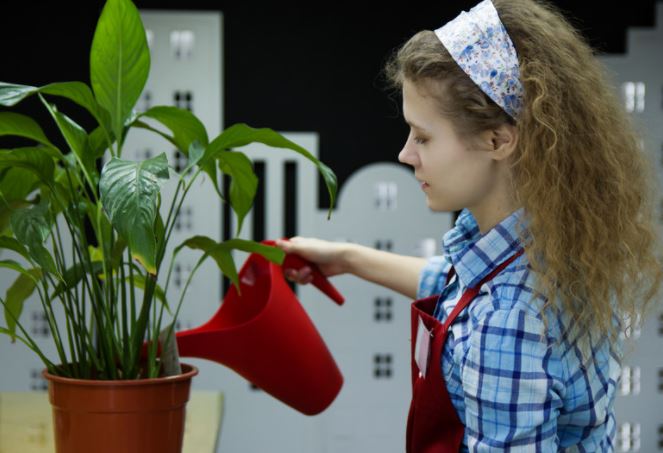 A Self-Watering Plant