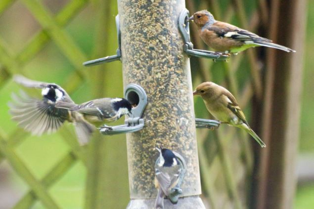 Bird Feeder