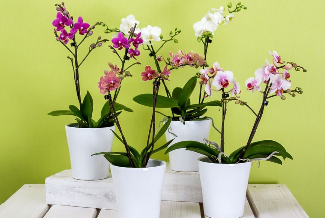 Flower pot