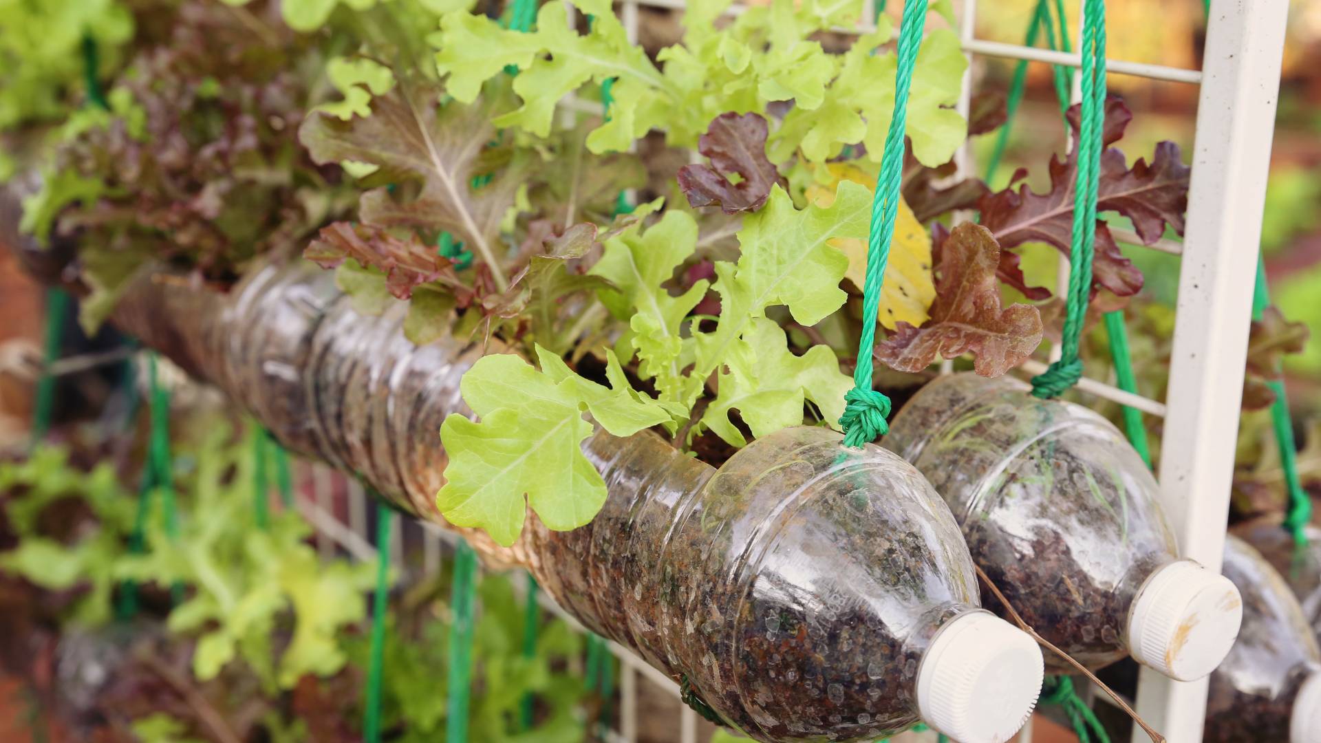 Reuse Glass Bottles in the Garden